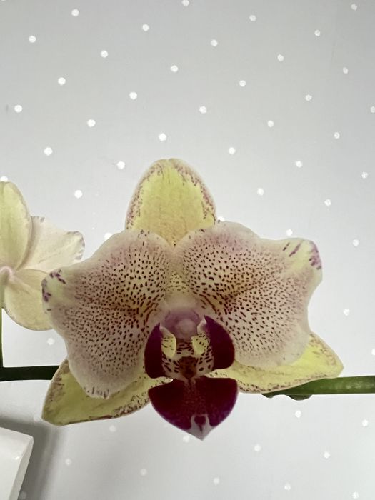 Орхідея Пірат Пикоті (Pirate Picotee) метелик