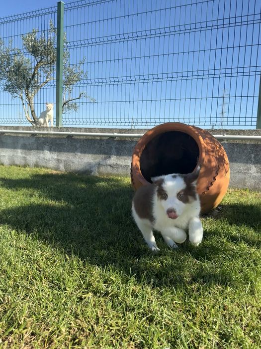 Border collie Macho chocolate PREÇO SÓ ESTA SEMANA