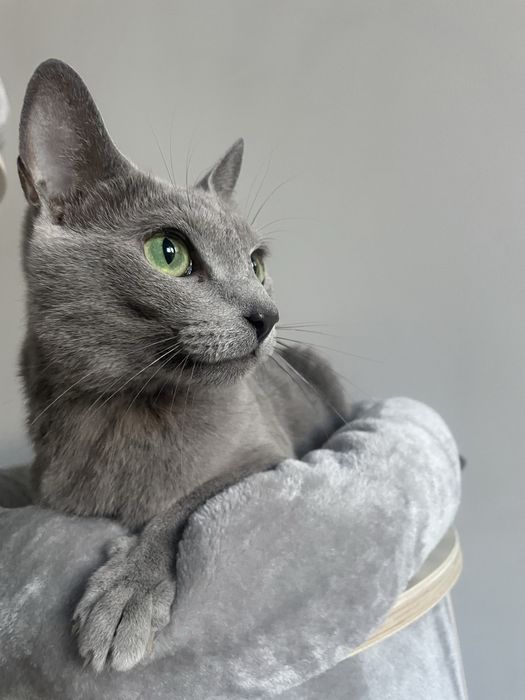 Kocurek Rosyjski Niebieski JACK