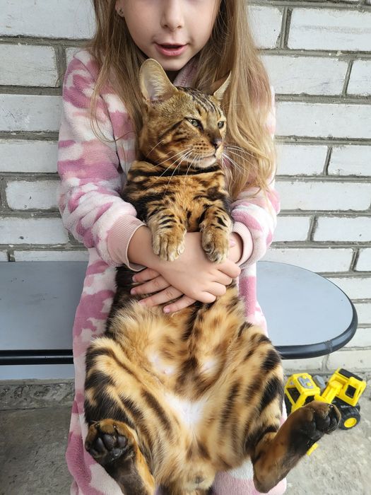 Вязка бенгальского кота