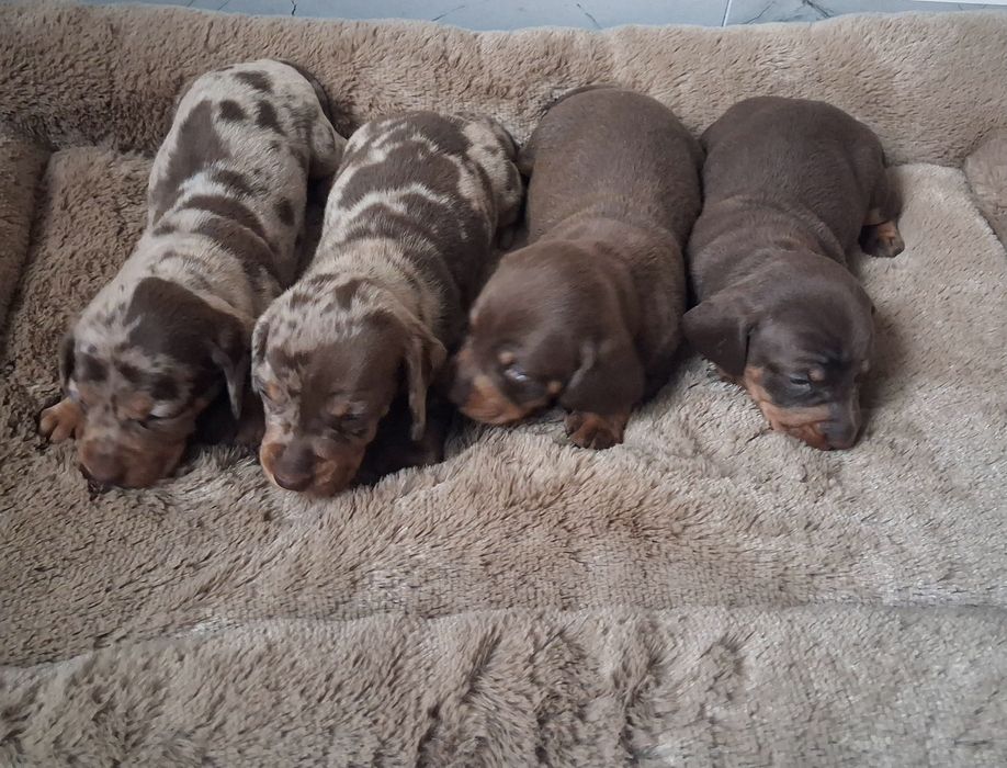 Jamnik choco merle standard
