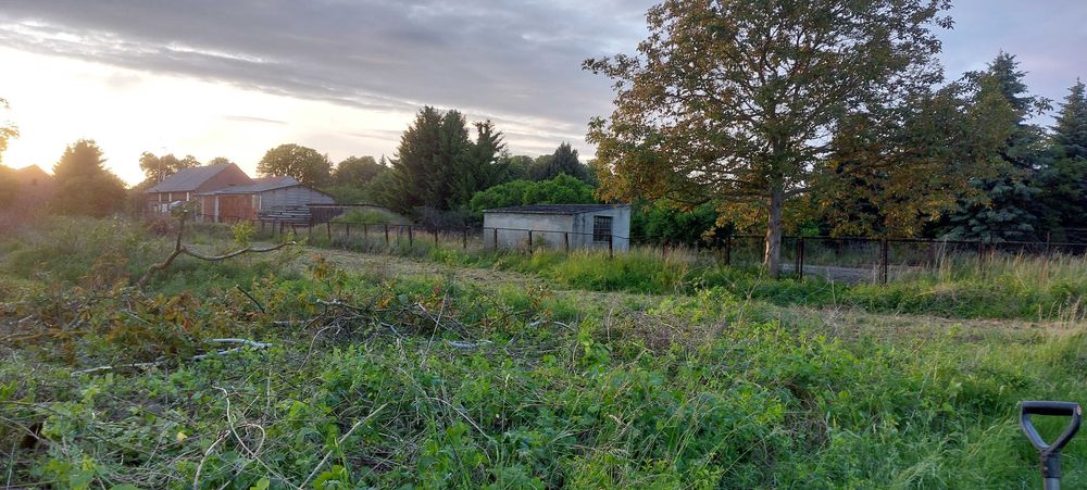 Drzewo drewno Orzech Laskowy Leszczyna Włoski