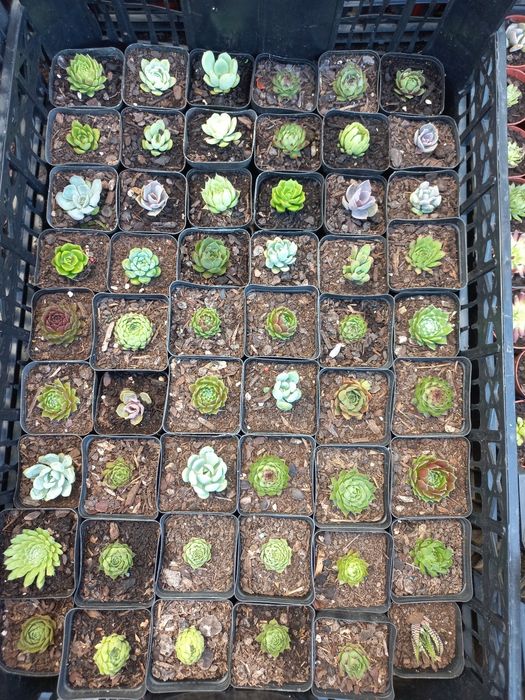 Suculentas "mini"