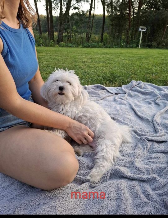 Maltipoo szczeniak mini
