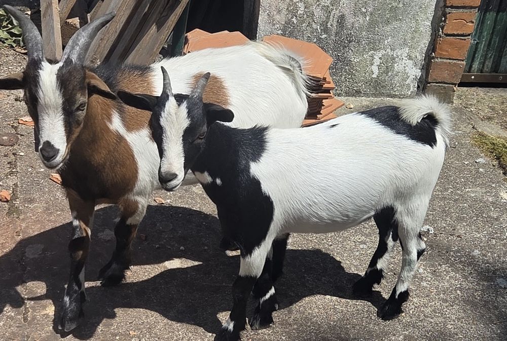 Um casal de cabra anãs