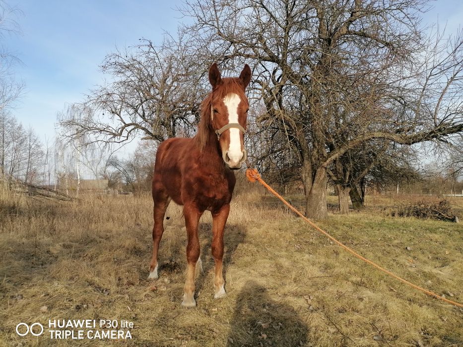 Продам Коні жеребці