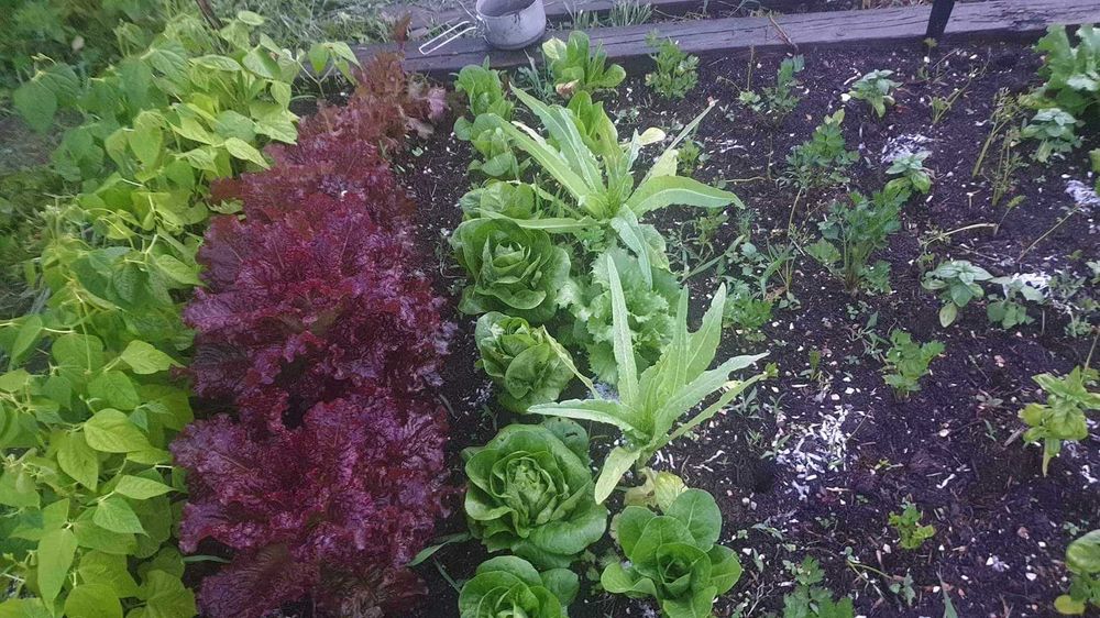 Nasiona kolekcjonerskie sałat pysznych, kruchych. Mix odmian.