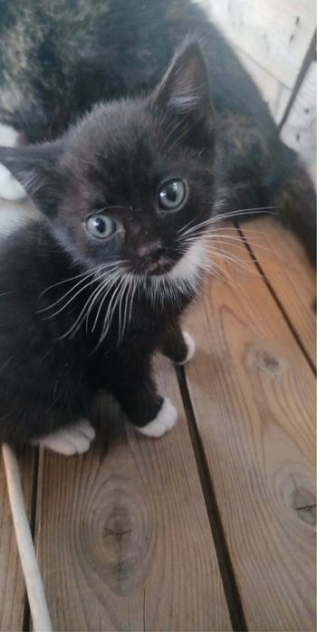 Małe kotki do adopcji