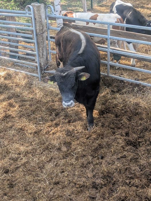 Byk, stadnik, rozpłodnik, Brown Swiss