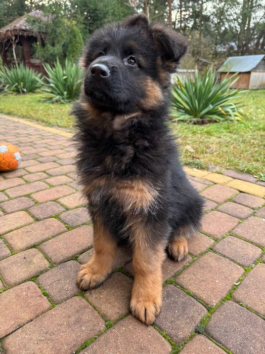 owczarek niemiecki , owczarki niemieckie