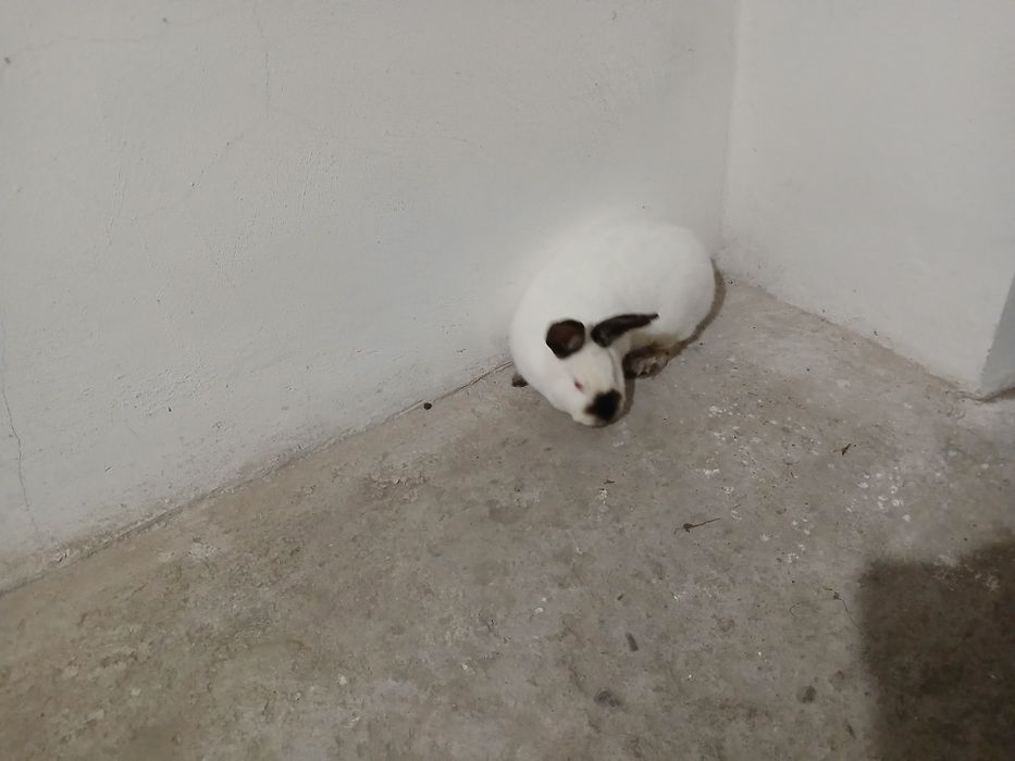 Kroliki kalifornijskie samice I samce