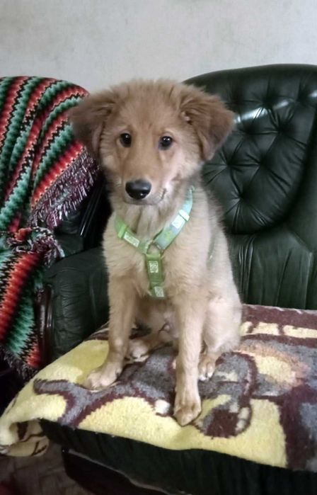 DOA-SE CÃO - Raçado de Golden Retreiver