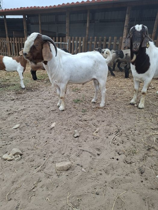 Macho Boer Adulto (com pedigree)