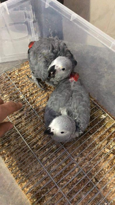 Papagaio cinzento