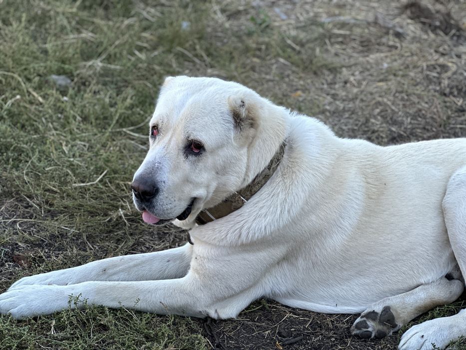 Продам чистокровного цуценя алабая