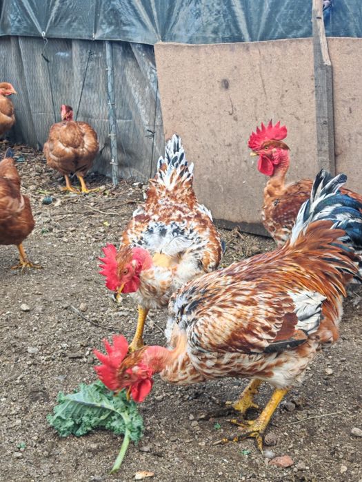 Frangos do campo