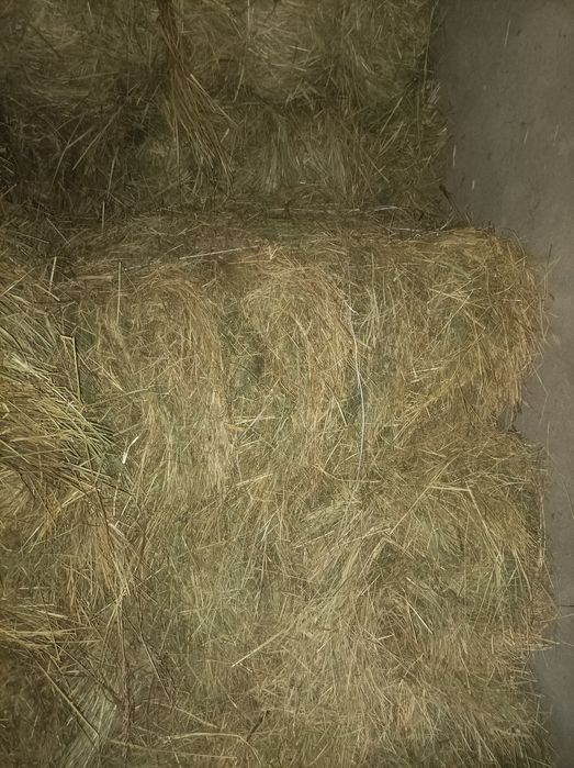 Siano kostka rok 2025