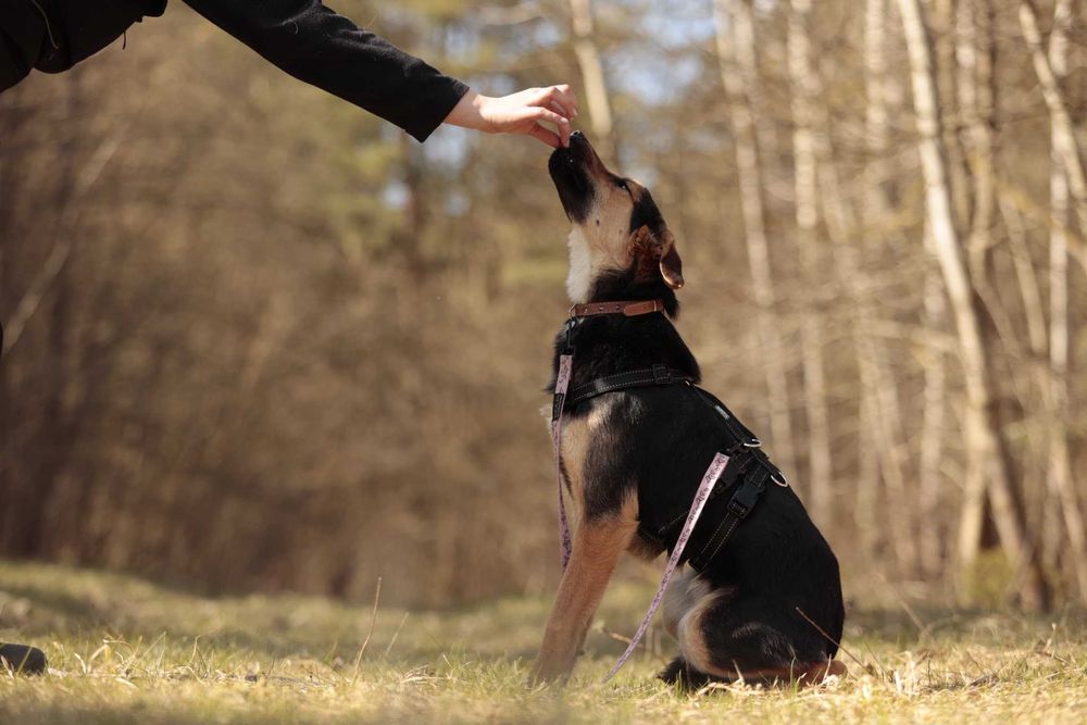 Orz – 15 kg, młody, wrażliwy, robi ogromne postępy, do adopcji