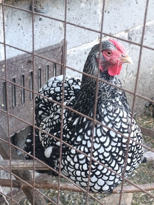 Jaja lęgowe wandelotte