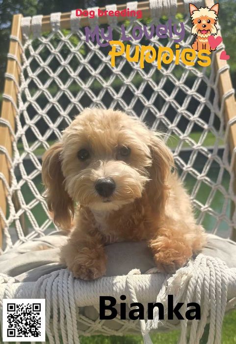 Maltipoo dziewczyna Bianka