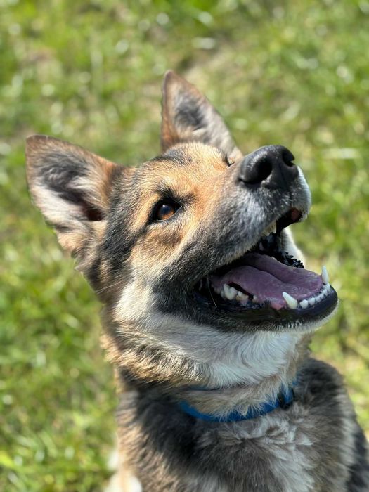 Tony młody psiak szuka spokojnego domu! | MASZ NOSA