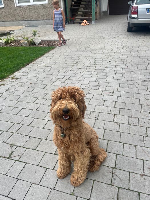 Labradoodle piesek