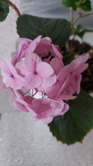 Гортензія рожева кімнатна