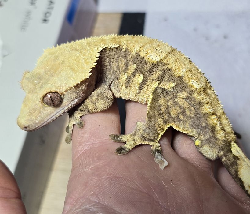 Zamienię gekony rozne