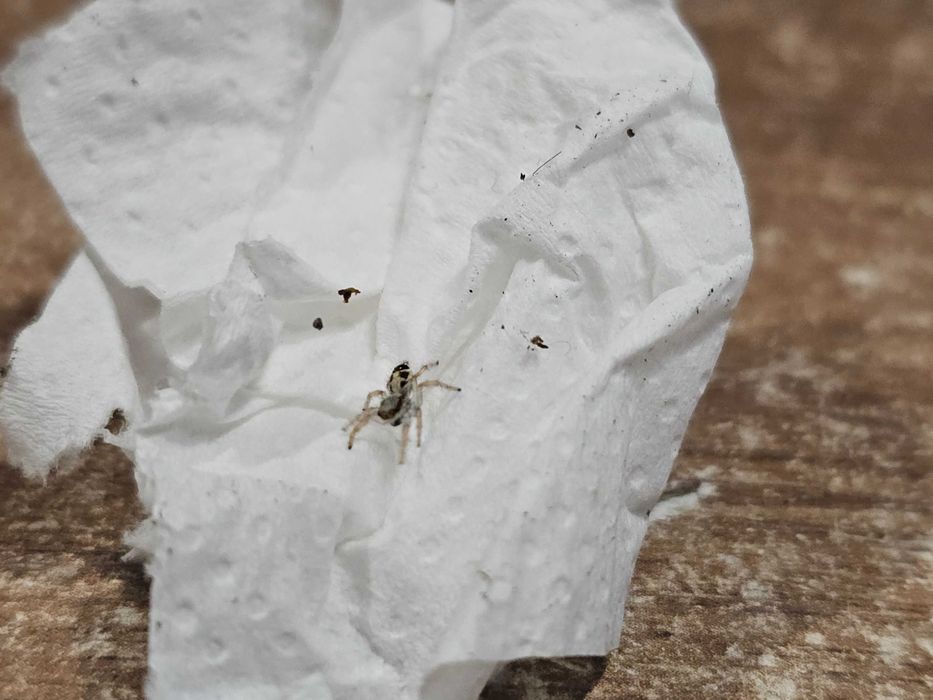 Hyllus diardi, skakuny, skakun, jumping spider, pająk