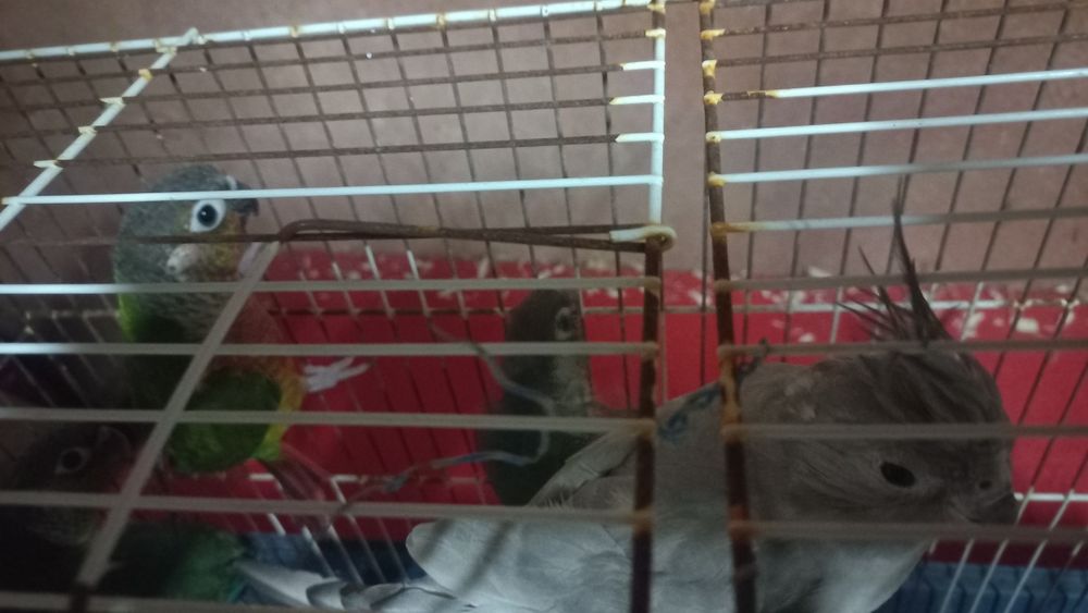 Vendo caturras, piurras entre outros passarinhosinhos