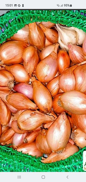 Шалот семейный на посадкк