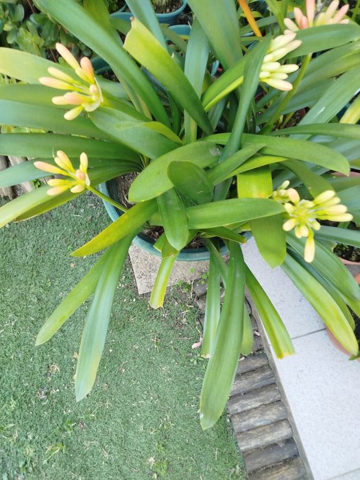 Planta  com flor vermelha