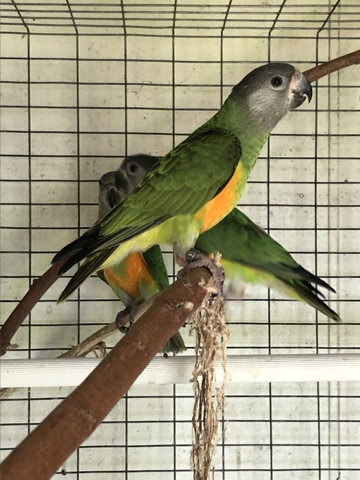 Poicephalus senegalus