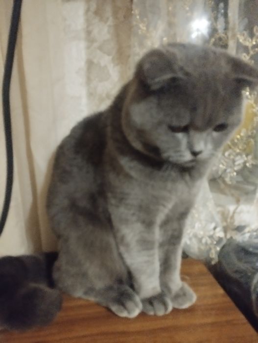 Шотландський вислоухий кіт .3 роки .