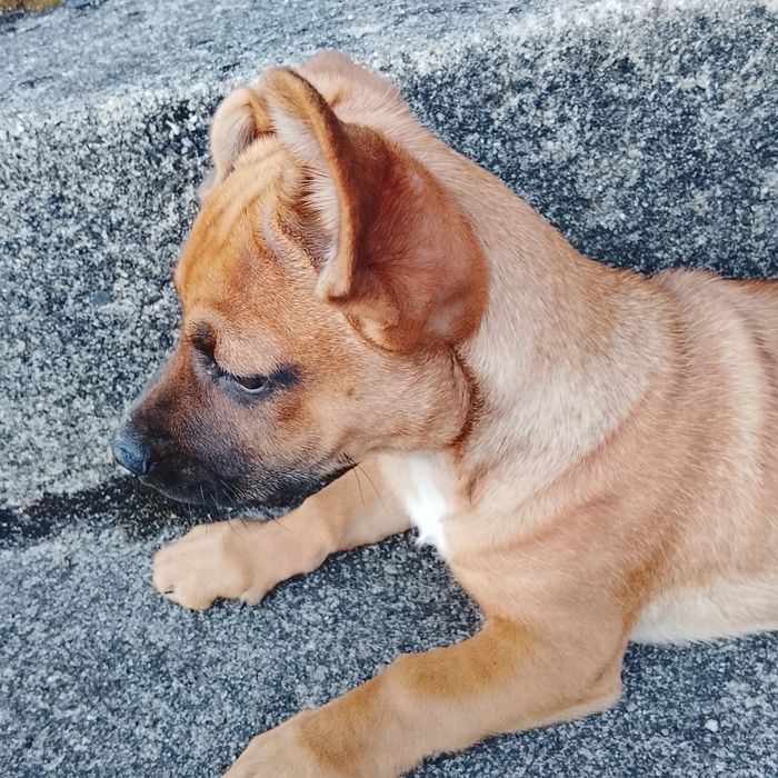 Cães para adoção
