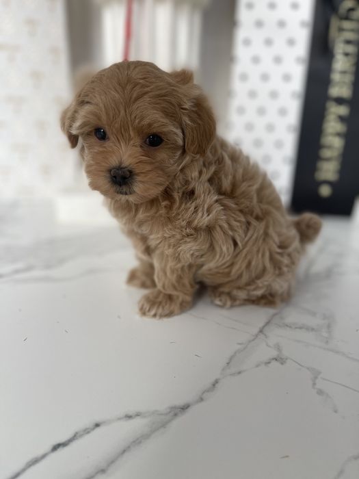 VIP Мальтипу F1 — Лише 4 цуцика! Ідеальна можливість