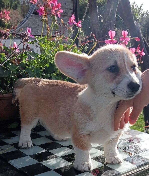 Szczenię rasy Welsh Corgi Pembroke
