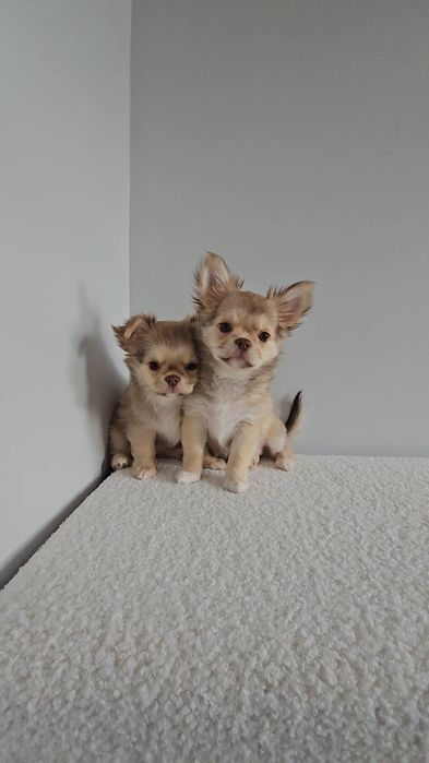 Adel *chocolate & sable