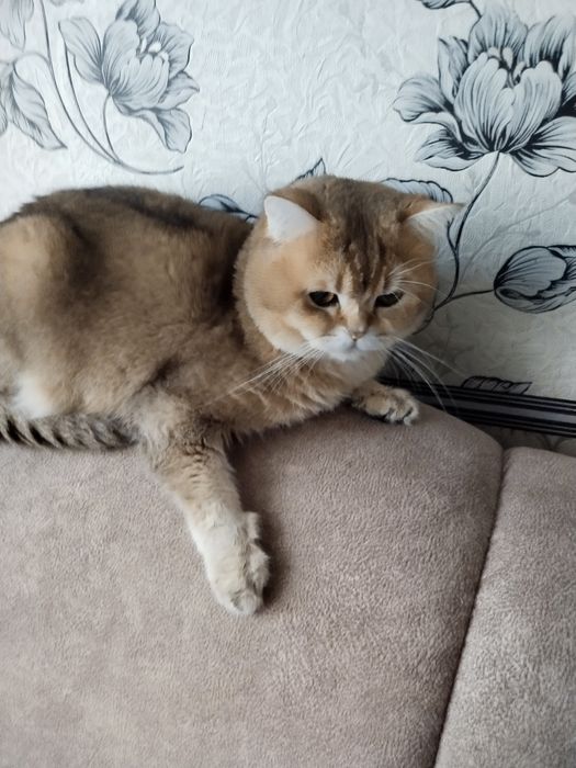 Кот "золотая шиншилла".