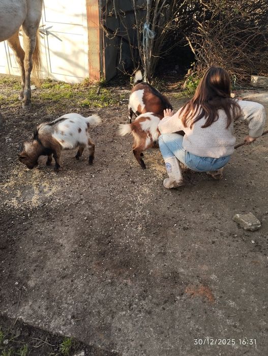 cabras anãs para venda