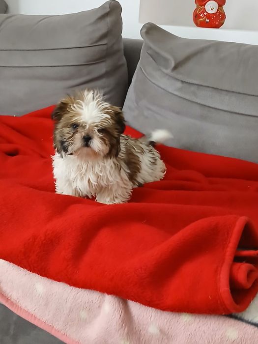 Shih tzu śliczny piesek