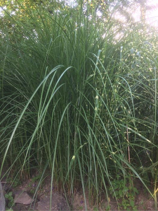 Trawy arundo donax, miskant, zebrinus, rozplenica