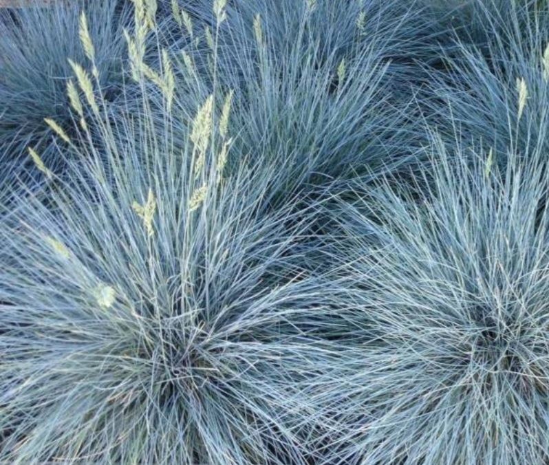 Kostrzewa sina (festuca glauca)