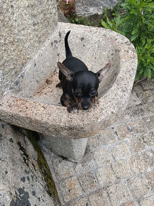 Pisncher menina /o
