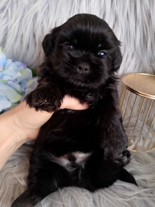 Piękny czarny piesek rasy Shih-Tzu