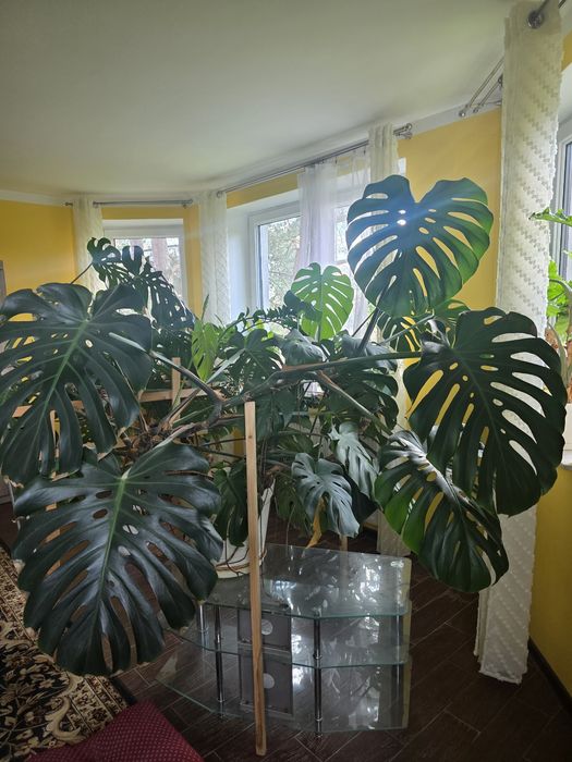 Monstera deliciosa XXL – ogromna, efekt „dżungli” (ok. 6 m²)