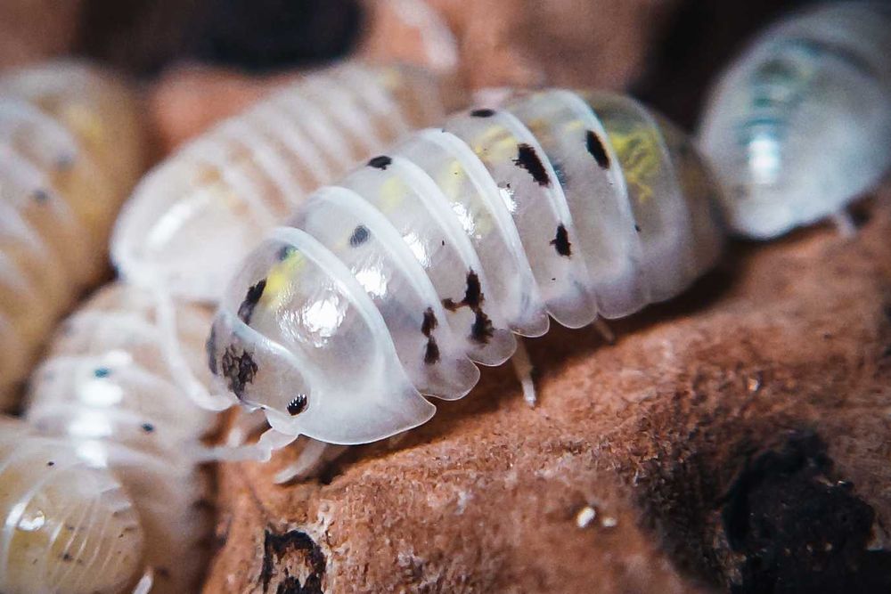 Armadillidium vulgare Magic Potion, isopody, kulanki, 10 szt.