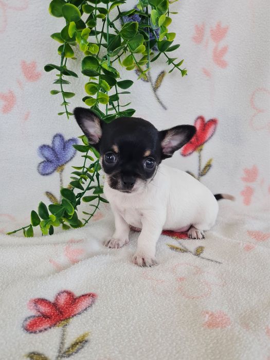 Excelente mini menina Chihuahua/Chiuaua Linhagem Russa de Qualidade