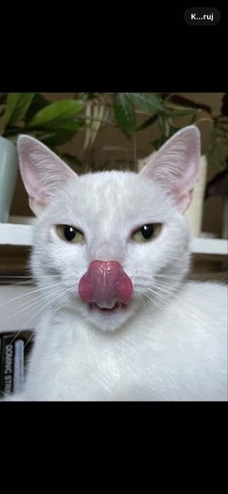 Oddam kotkę, Milanówek