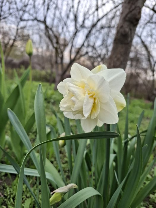 Тюльпани, нарциси на зріз